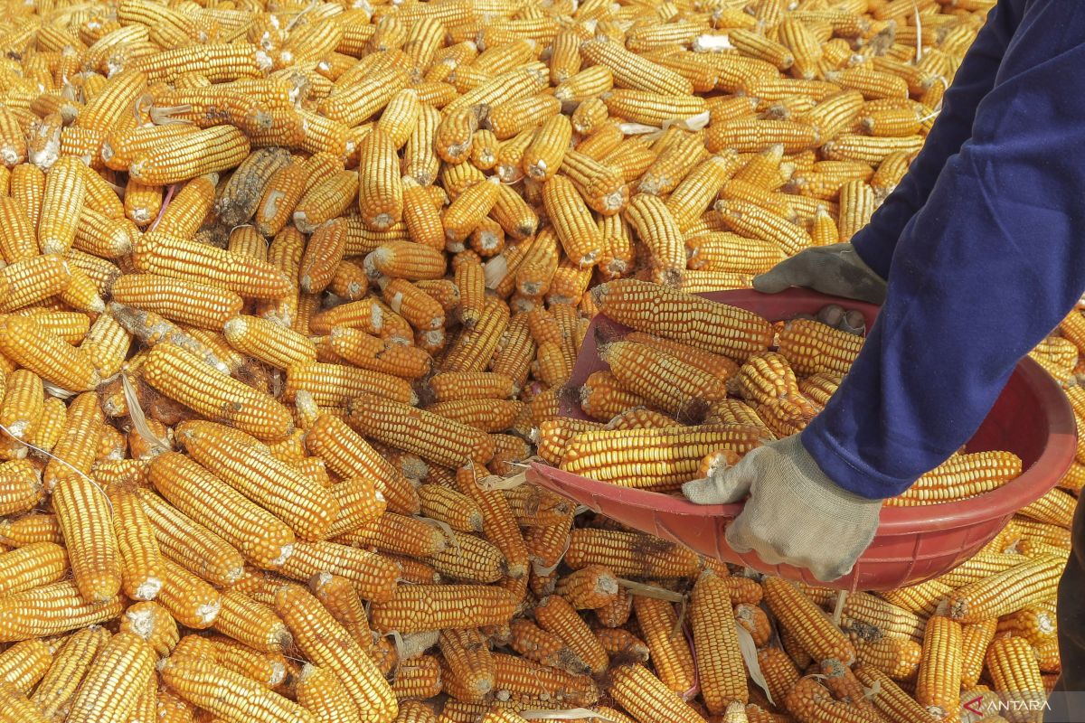 Indonesia prepares 27,000 tons of corn for export in June