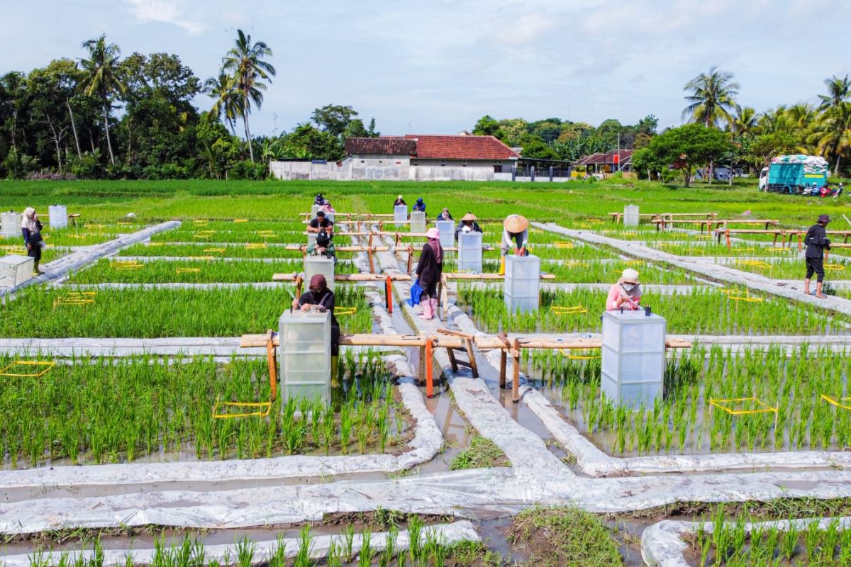 Banyuwangi jadi yang pertama kembangkan ekosistem beras biofortifikasi
