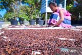 Sulit cari tukang panen bikin petani cengkeh Natuna kerepotan