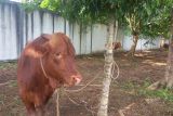Warga Tanah Datar meninggal dunia ditendang sapi kurban