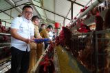 Pemerintah mulai berlakukan harga ayam hidup 18.000/kg di peternak