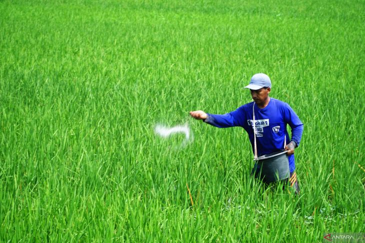 Penurunan alokasi pupuk bersubsidi Jawa Timur 2025